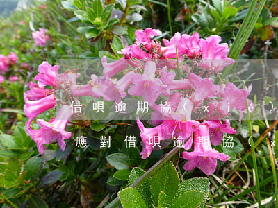 借唄逾期協(xié)商不成功怎么辦，如何應對借唄逾期協(xié)商不成功的情況？